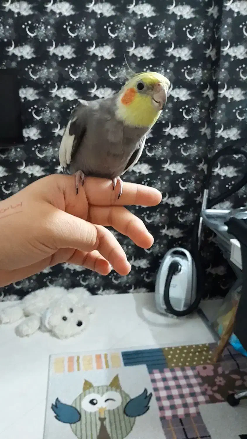 عروس هلندی گم شده|پرنده|مشهد, هفت تیر (نه دره)|دیوار