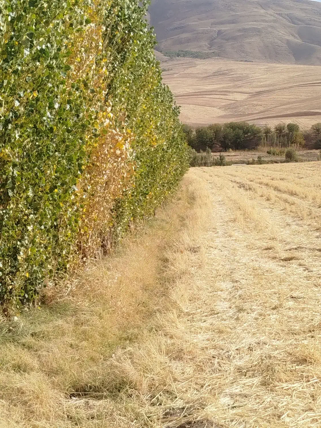 اجاره 5هکتارزمین ابی  برای کشت سیر|اجارهٔ دفتر صنعتی، کشاورزی، تجاری|قلقل رود, |دیوار