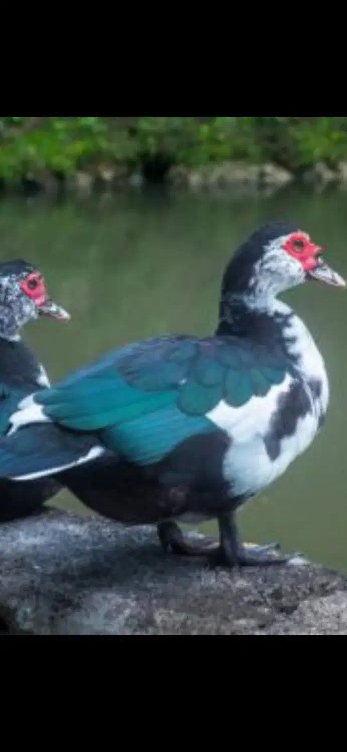 6اردک|حیوانات مزرعه|سیلوانه, |دیوار