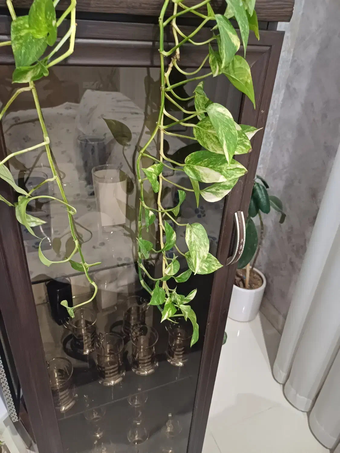 بوفه چوبی|بوفه، ویترین، کنسول|بجنورد, |دیوار