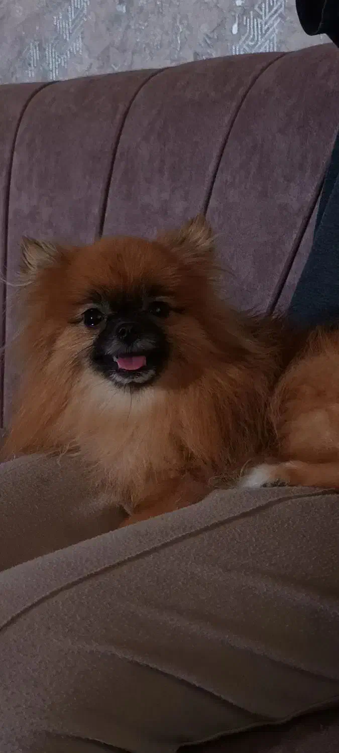 سگ پامر گمشده|حیوانات|گلپایگان, |دیوار