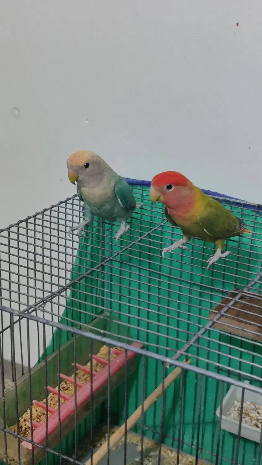 طوطی برزیلی|پرنده|هرسین, |دیوار