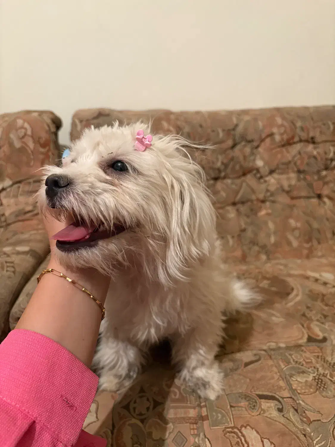 واگذاری سگ|سگ|گلپایگان, |دیوار