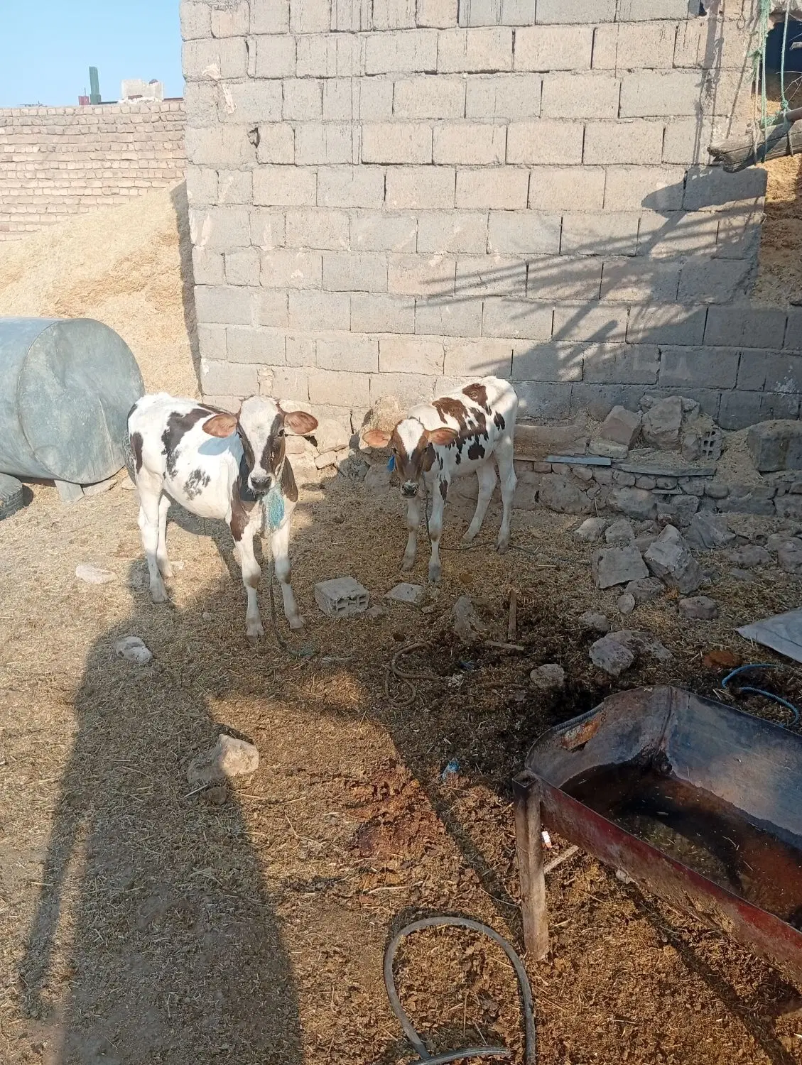 گاو|حیوانات مزرعه|کوهنانی, |دیوار