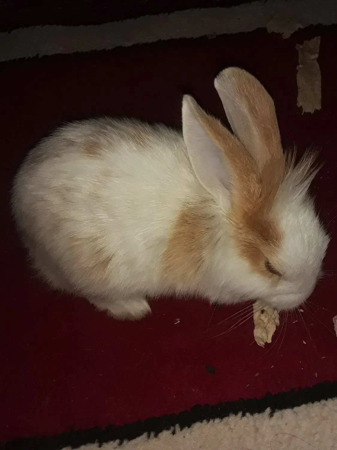 خرگوش خونگی|موش و خرگوش|خرم‌آباد, |دیوار