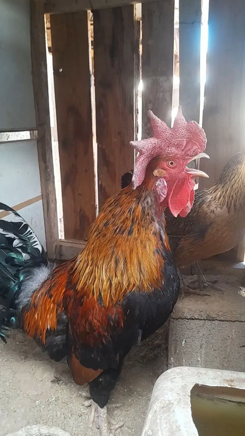 مرغ وخروس ریشی چهل تاج|حیوانات مزرعه|شیراز, دودمان|دیوار