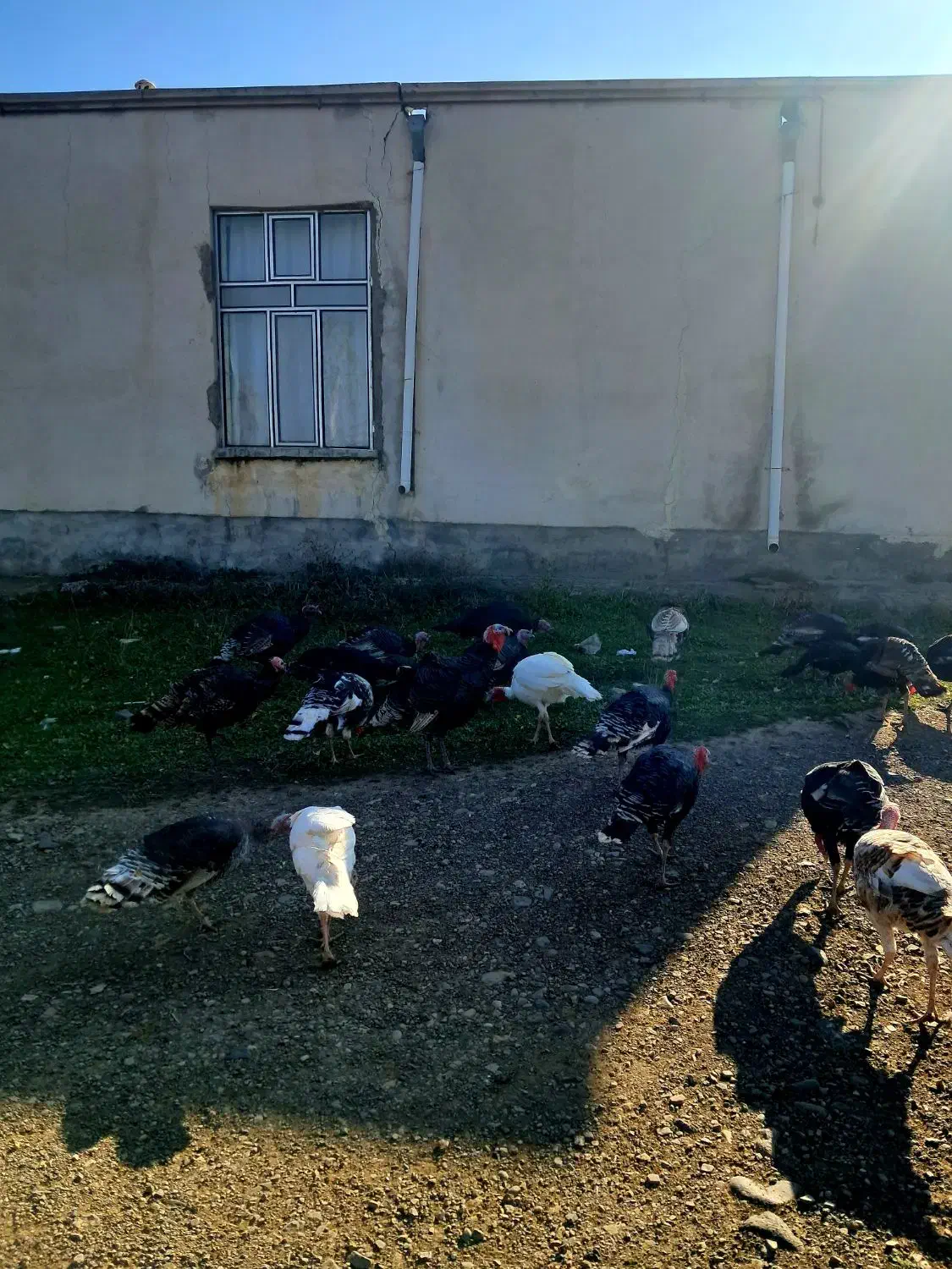 بوقلمون|حیوانات مزرعه|اردبیل, |دیوار