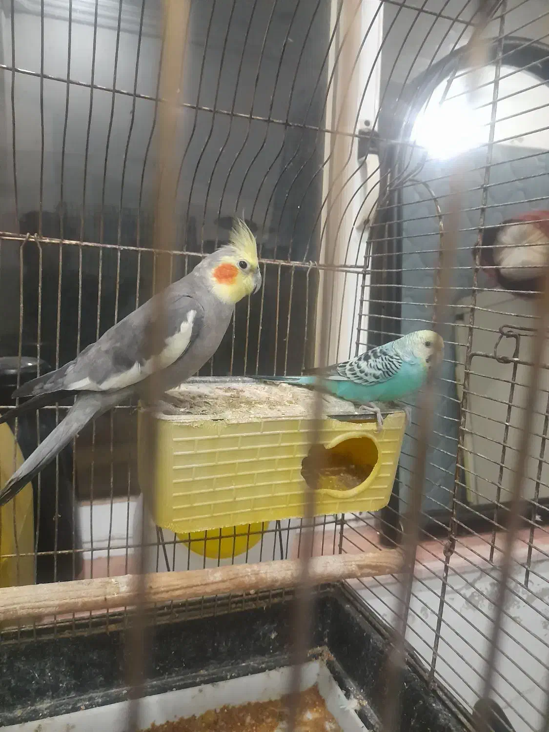 عروس هلندی|پرنده|ایزدشهر, |دیوار