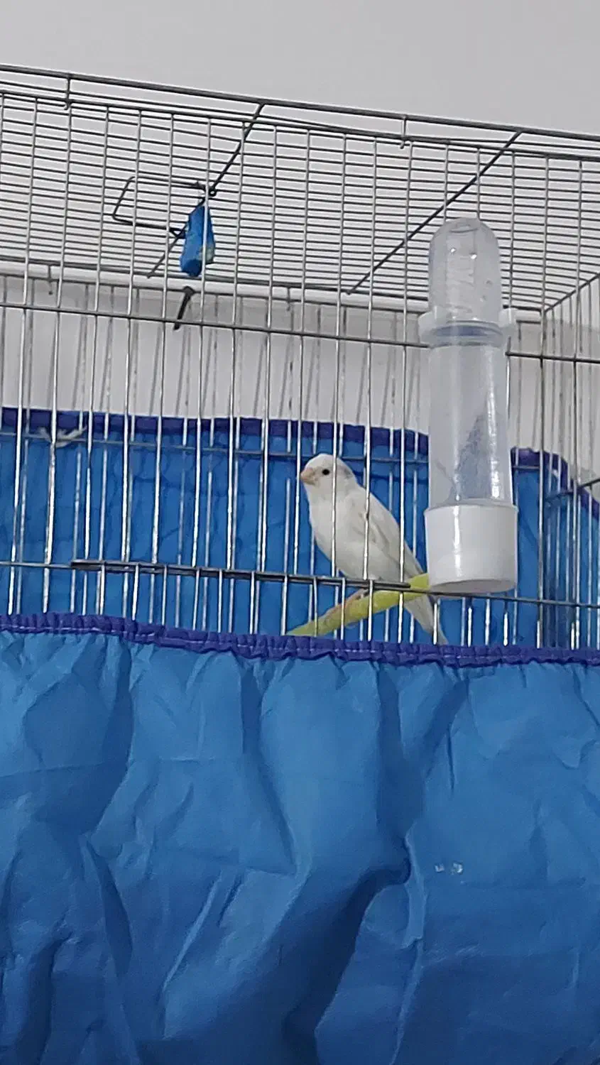 ۱۱ عدد قناری ..|پرنده|بروجرد, |دیوار