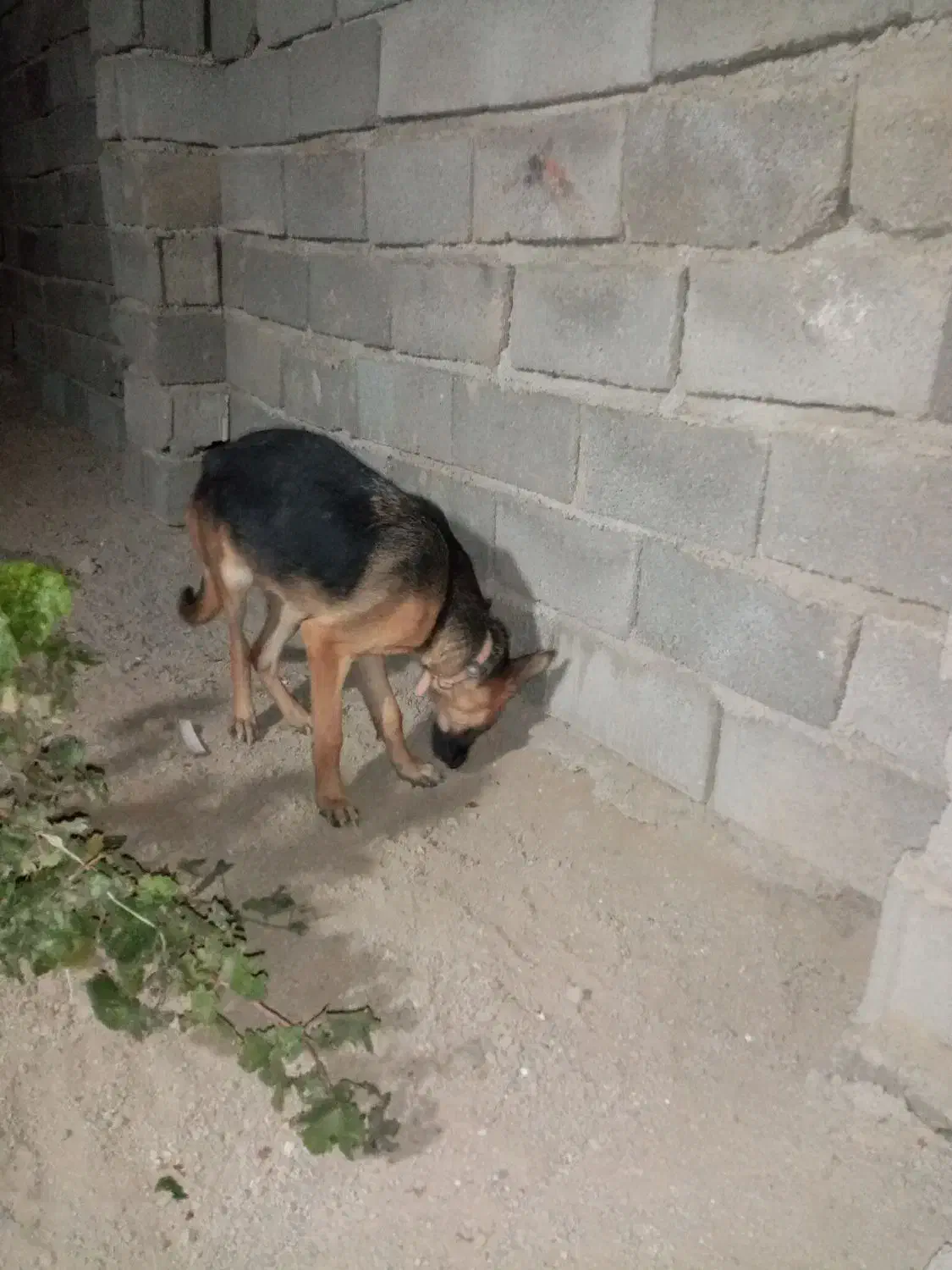 ژرمن6ماهه|سگ|رباطکریم, الارد|دیوار