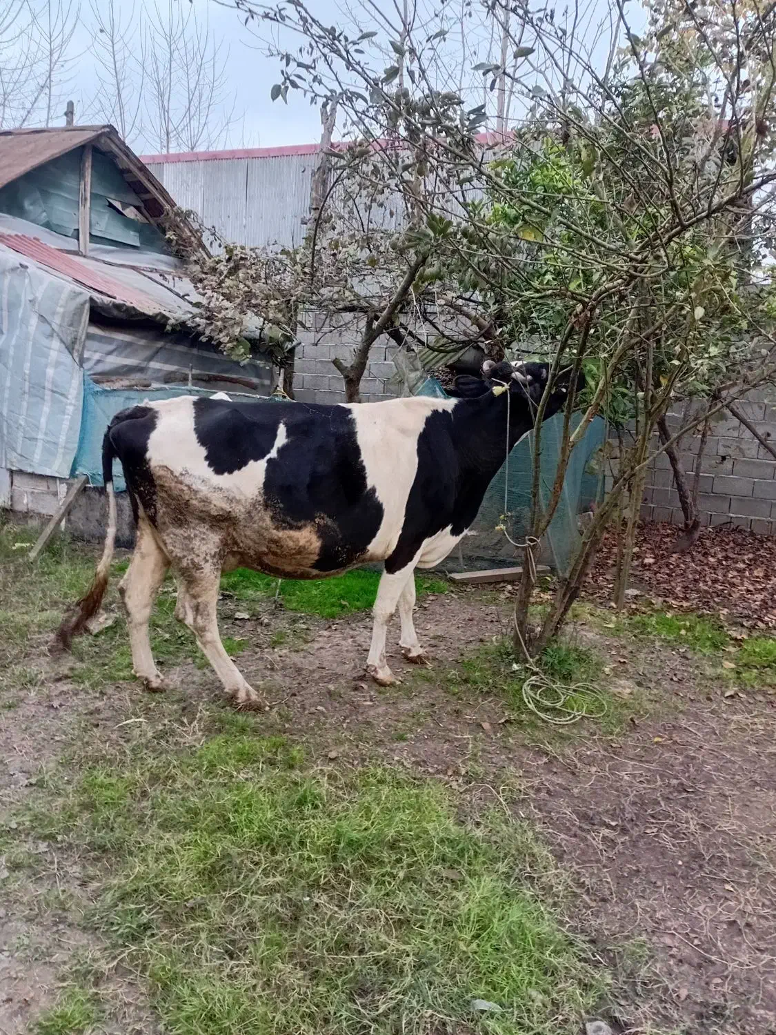 هلشتاین شیری|حیوانات مزرعه|کوچصفهان, |دیوار