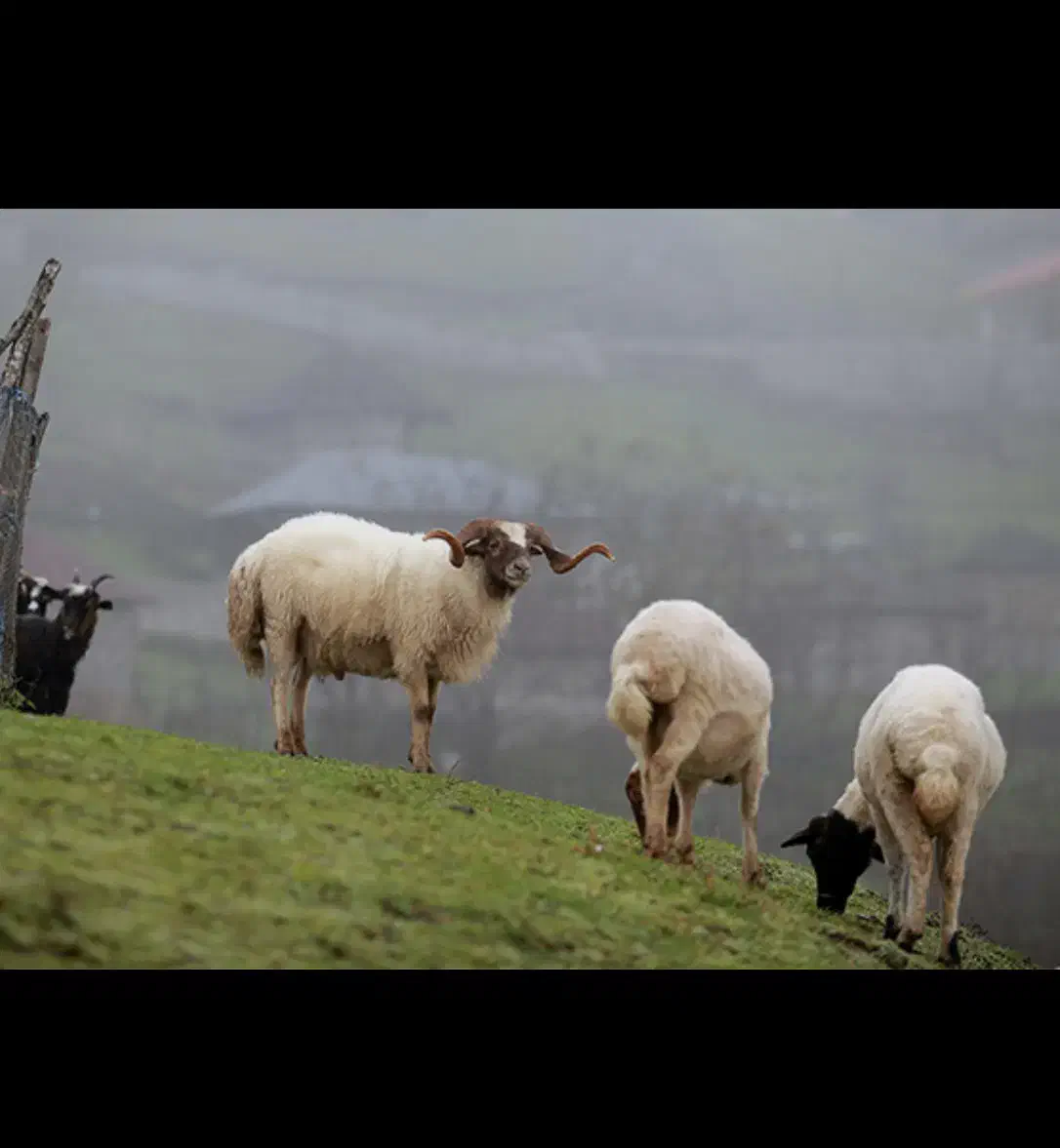گوسفند بره نر|حیوانات مزرعه|رستم‌آباد, |دیوار