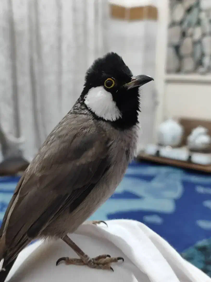 پرنده اهلی|پرنده|خرمشهر, |دیوار