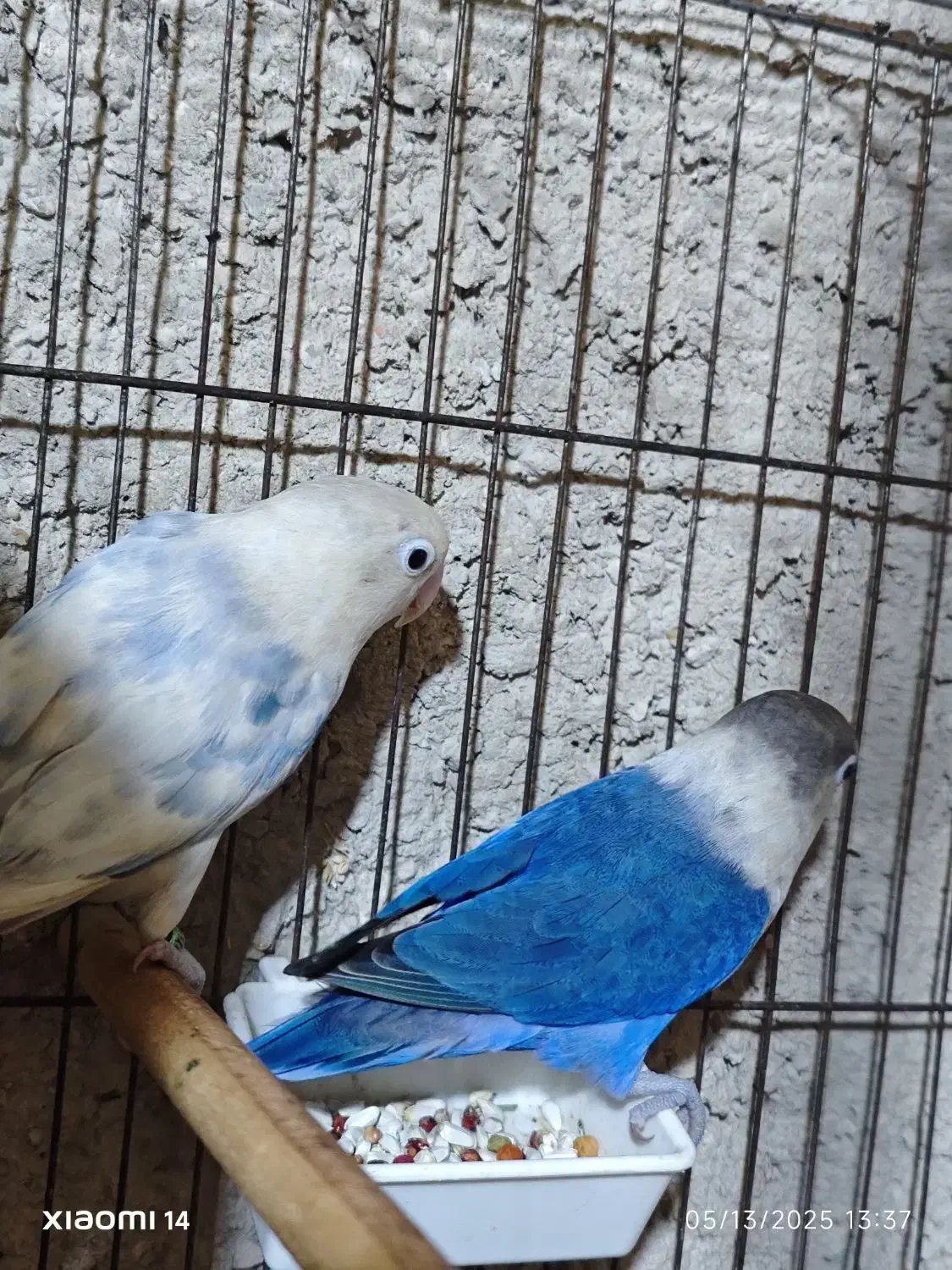 طوطی برزیلی مولد|پرنده|بهشهر, |دیوار