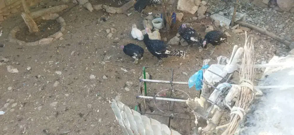 بوقلمون|حیوانات مزرعه|دهدشت, |دیوار