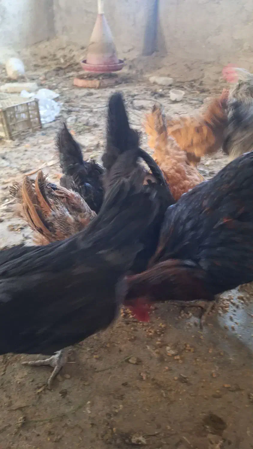 مرغ خروس|حیوانات مزرعه|شیراز, شهرک صنعتی شیراز|دیوار