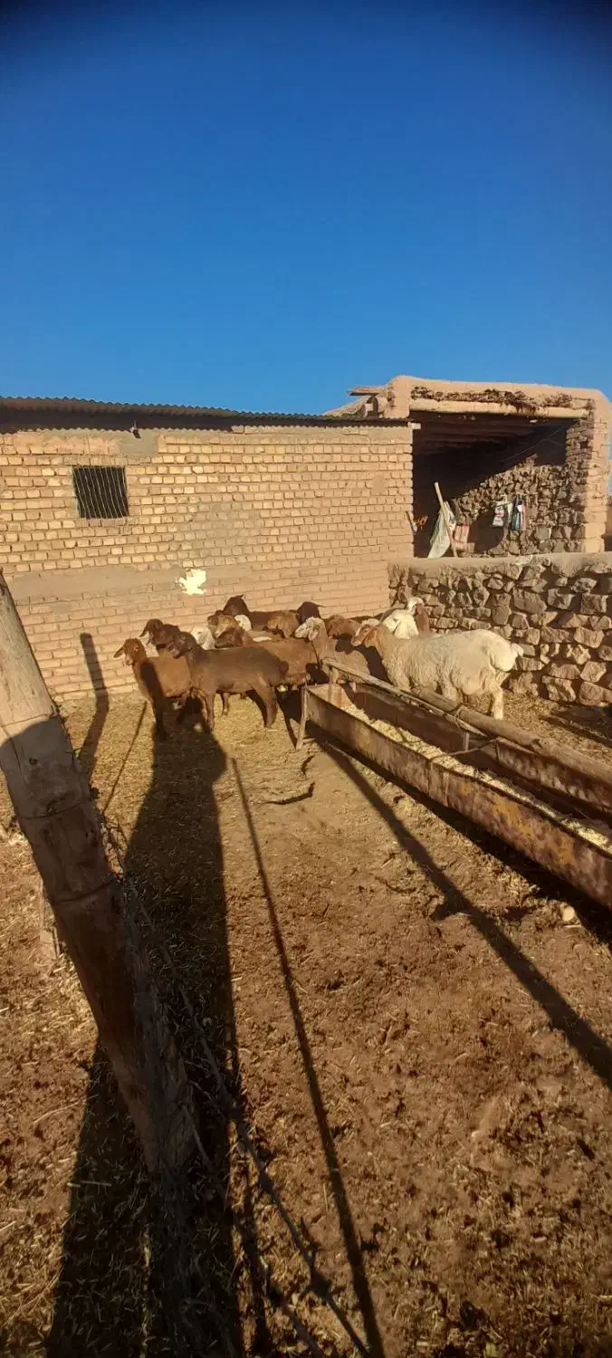 بره ماده دجه یک خوش ذات|حیوانات مزرعه|عطاملک, |دیوار