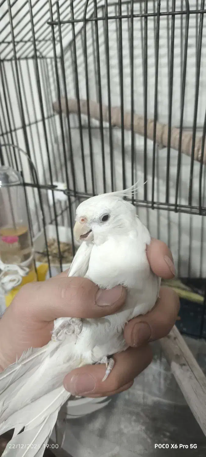 یک جفت عروس هلندی بالغ|پرنده|ماهدشت, |دیوار