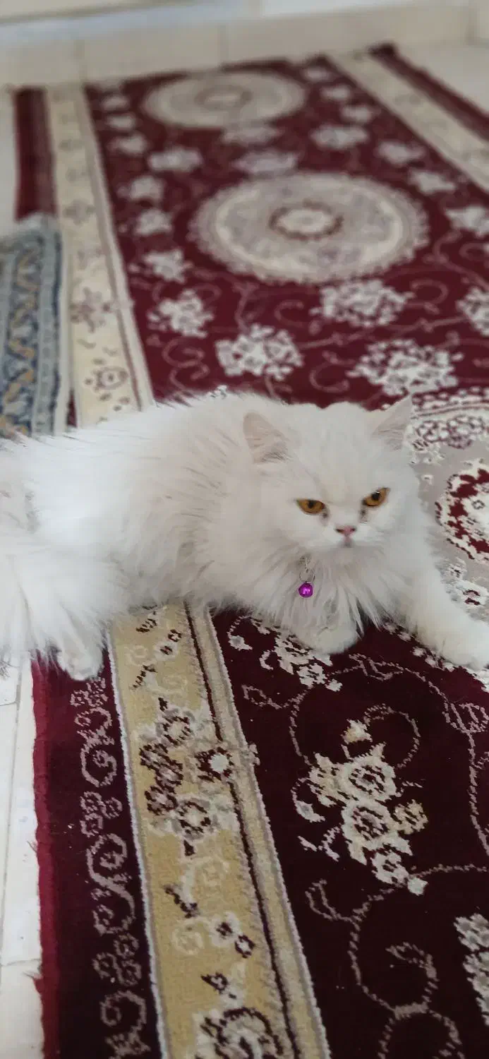 گربه پرشین فقط ۵ تومن|گربه|مهاجران, |دیوار