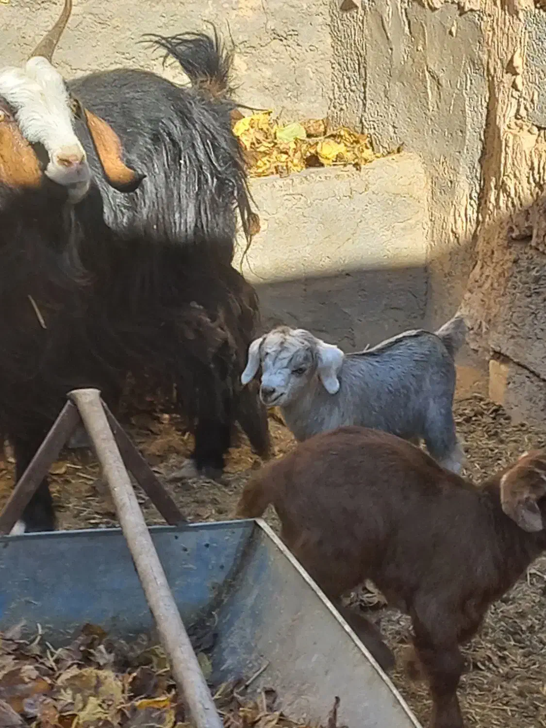 فروش بز و بزغاله|حیوانات مزرعه|میمه, |دیوار