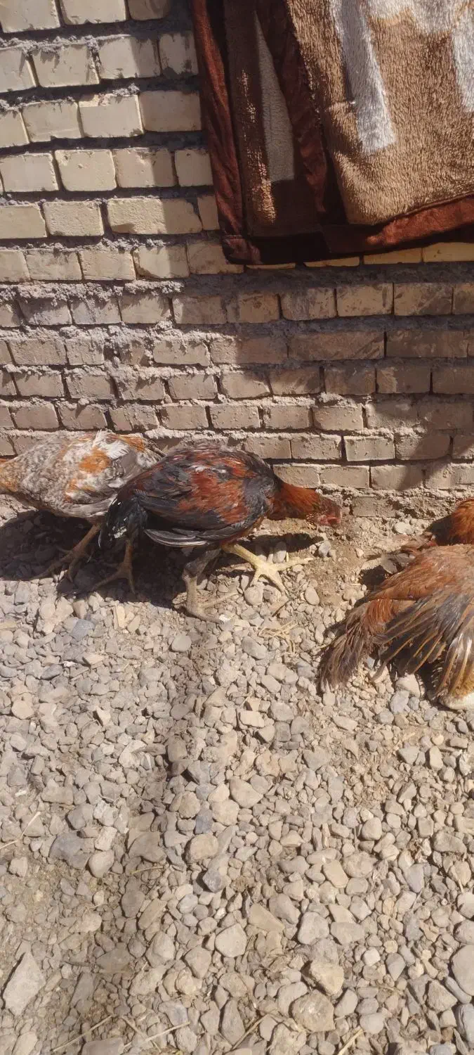 خروس لاری اصیل|حیوانات مزرعه|تربت جام, کشتارگاه|دیوار