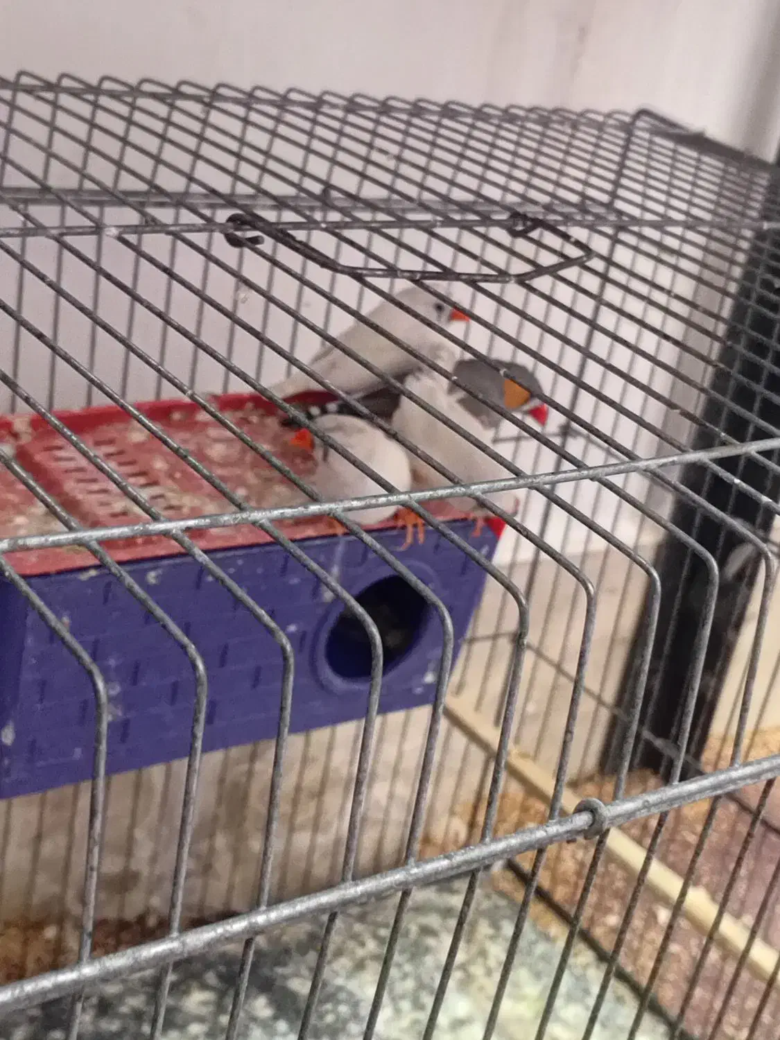 فنچ|پرنده|دوگنبدان, |دیوار