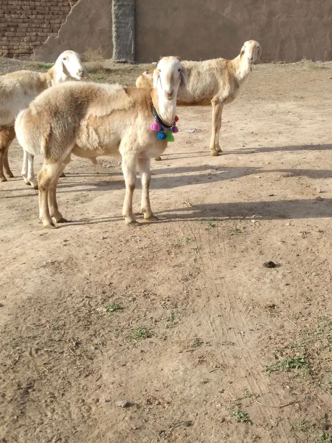 بره قوچی|حیوانات مزرعه|تربت جام, جامرود|دیوار