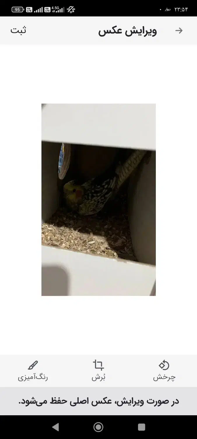 عروس هلندی ماده بالغ اماده|پرنده|مشهد, شهید قربانی|دیوار