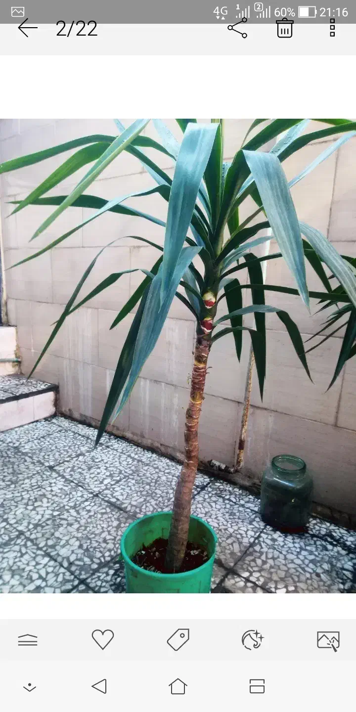 گل یوکا|گل و گیاه طبیعی|رشت, دیانتی|دیوار