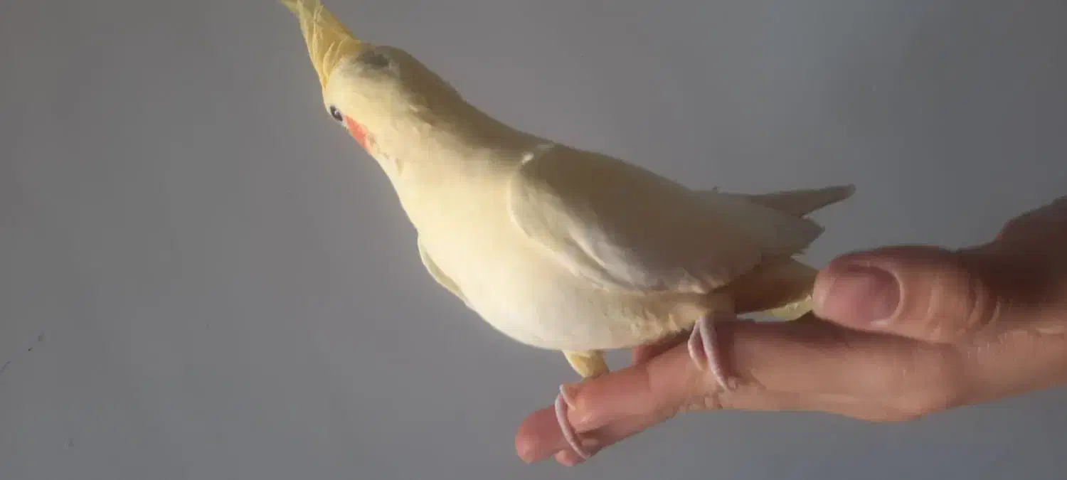 پرنده فروشی|پرنده|دماوند, دماوند|دیوار