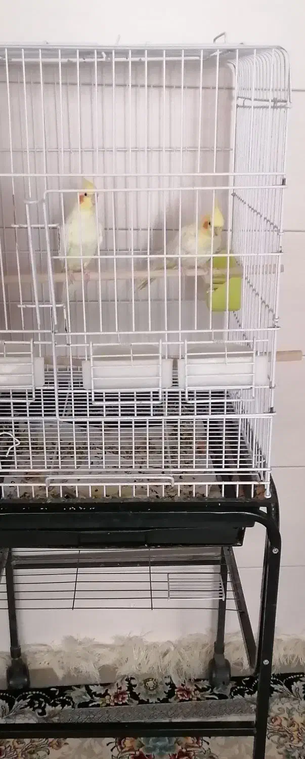 عروس هلندی مولد|پرنده|زیباشهر, |دیوار