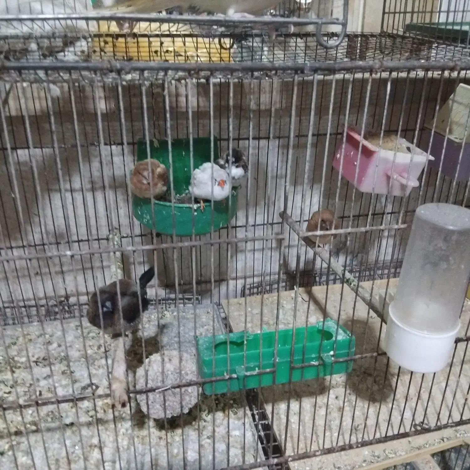 تعدادی عروس هلندی و کوتوله وفنچ|پرنده|قم, شهید صیاد شیرازی|دیوار