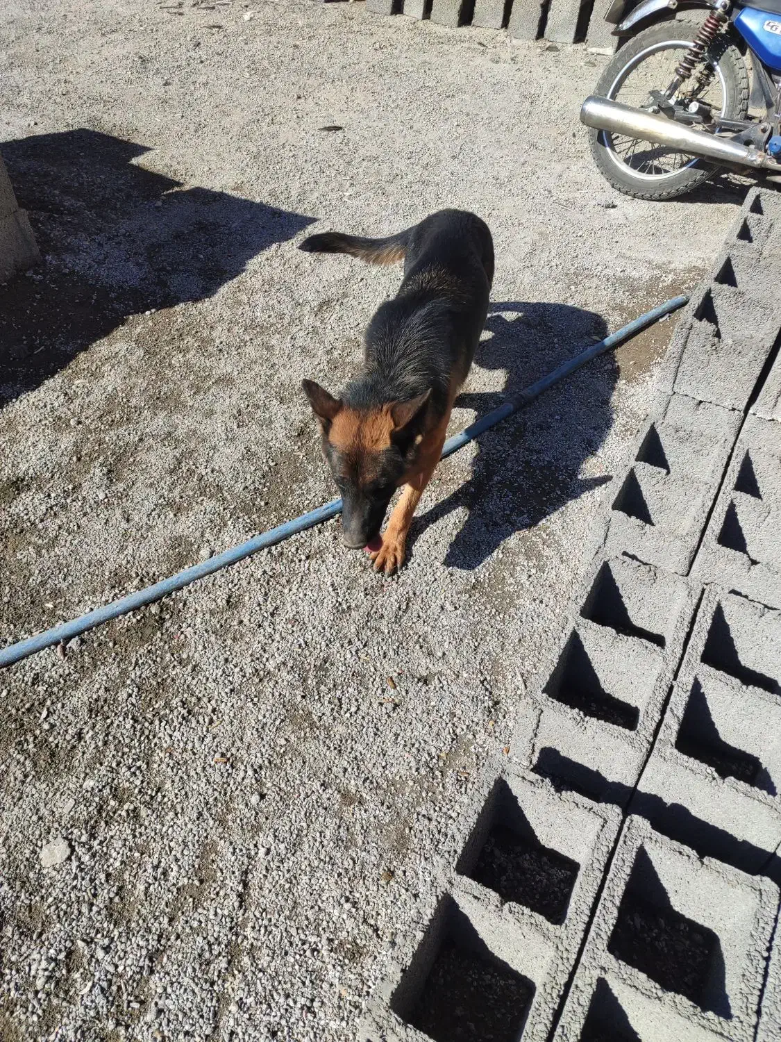 سگ ژرمن|سگ|کرمان, |دیوار