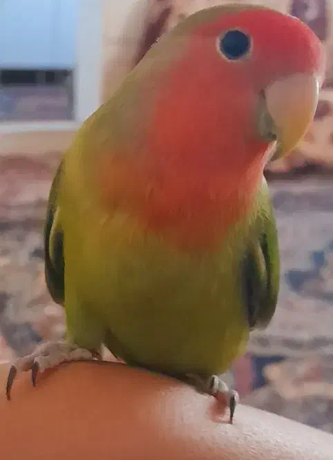 طوطی گمشده|حیوانات|اهواز, کوی صادقیه|دیوار