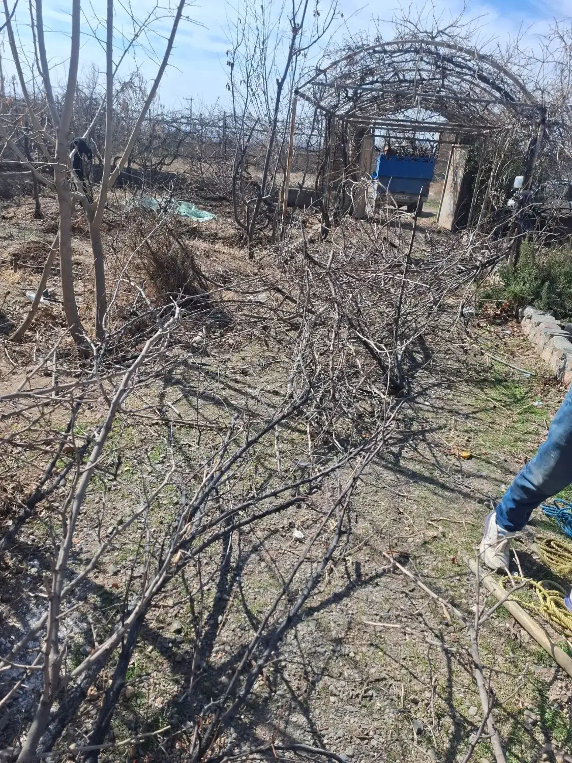 خرید درختان باغی و چوب خانه قدیمی|خدمات باغبانی و درختکاری|نیشابور, خط کاشمر|دیوار