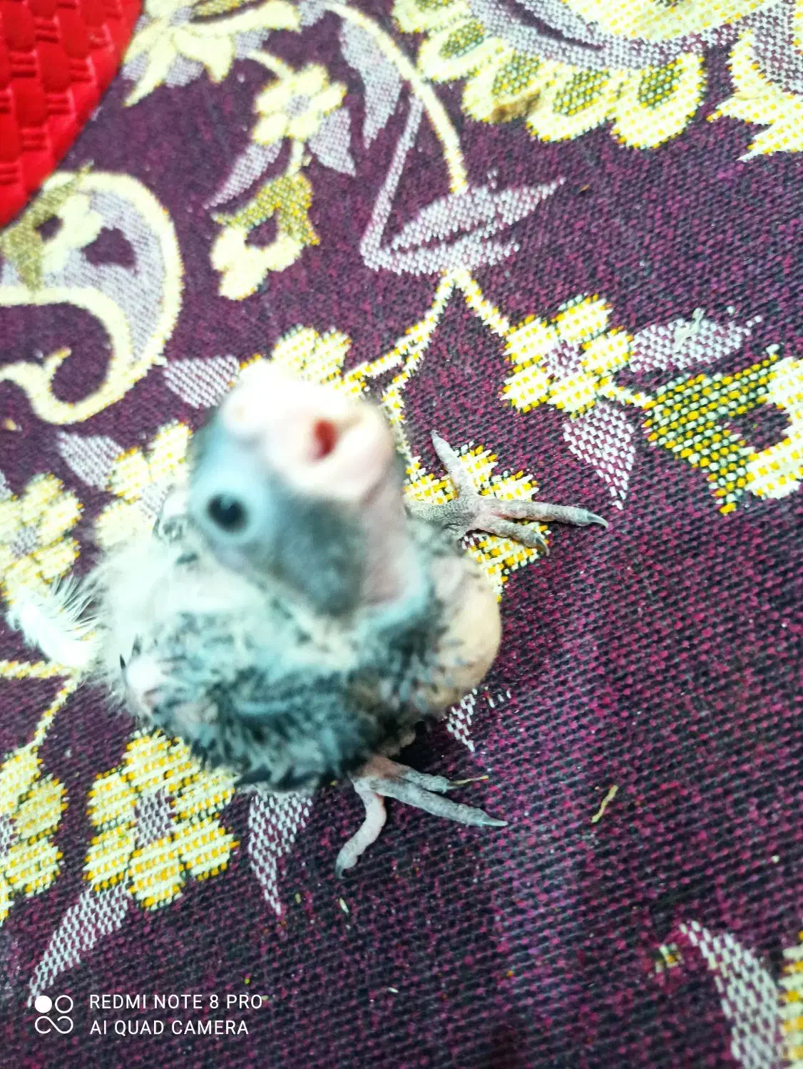 عروس هلندی|پرنده|قم, انسجام|دیوار