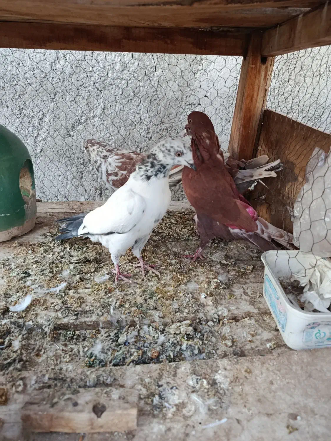 ۹عدد گرفتنی مخلفه جون|پرنده|کاشان, گریه|دیوار