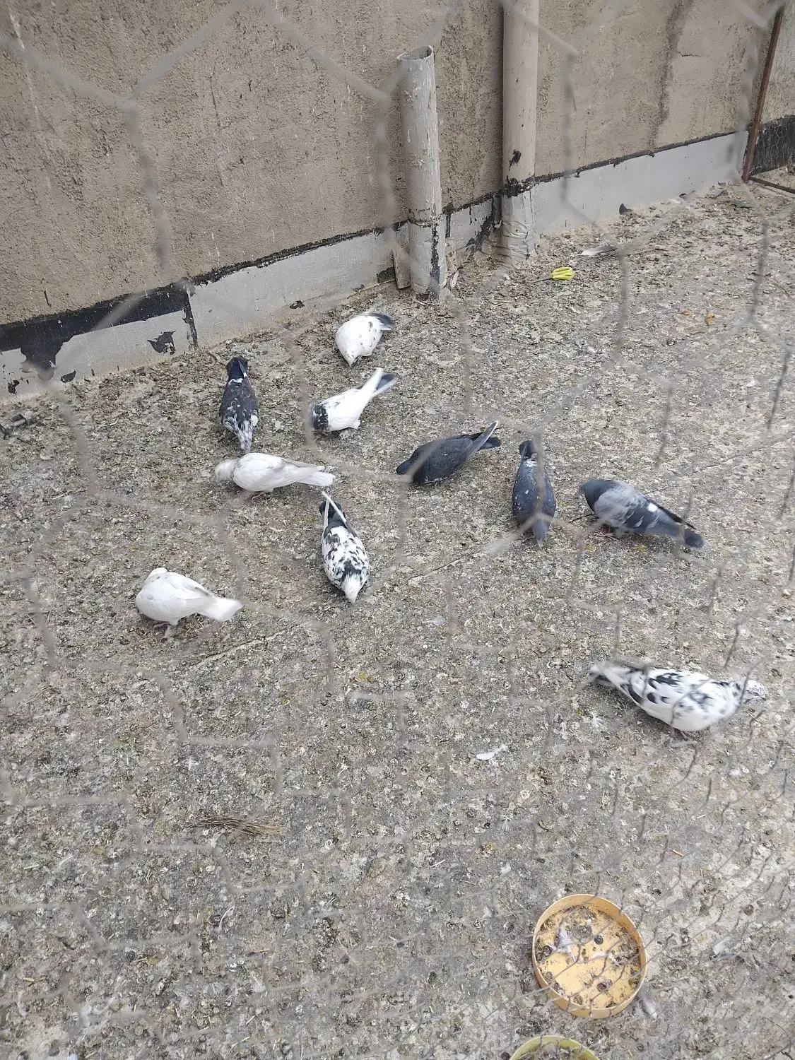 کبوتر|پرنده|سلطانیه, |دیوار