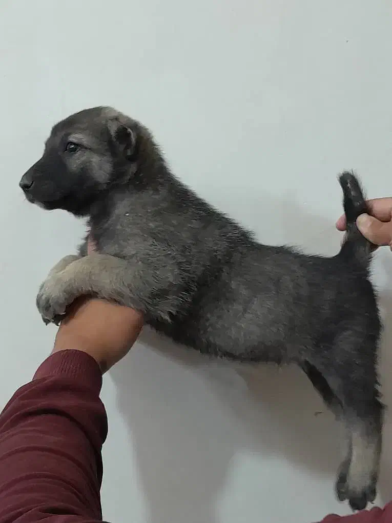 توله سگ افغان نر|سگ|شریفآباد, |دیوار