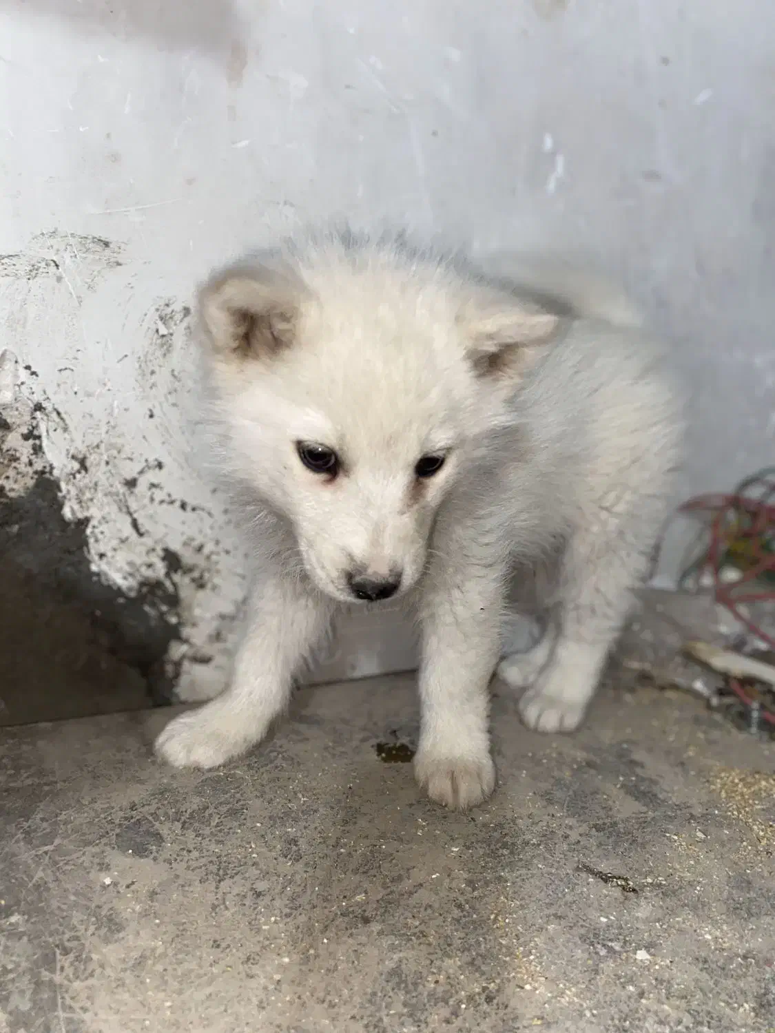 سگ هاسکی|سگ|سیرجان, |دیوار