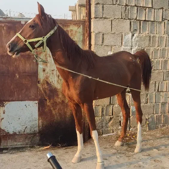 اسب|اسب و تجهیزات اسبسواری|اصفهان, شاهزاده ابراهیم|دیوار