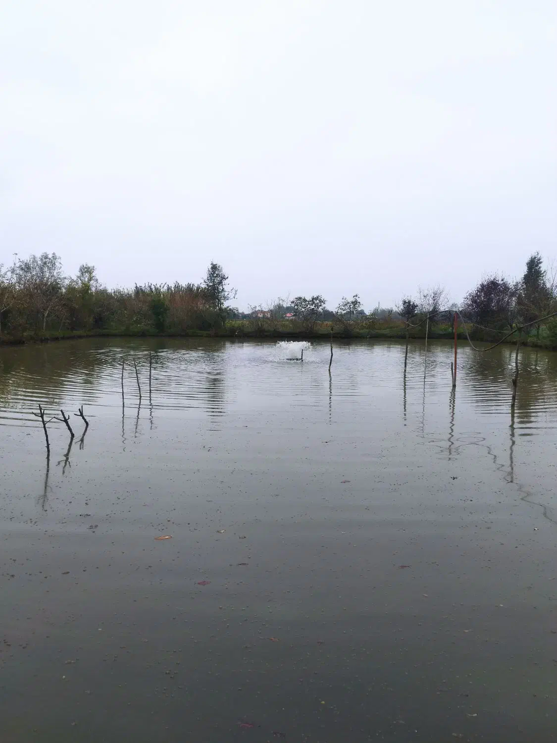 فروش ماهی گرم آبی چهار نوع|ماهی|فومن, |دیوار