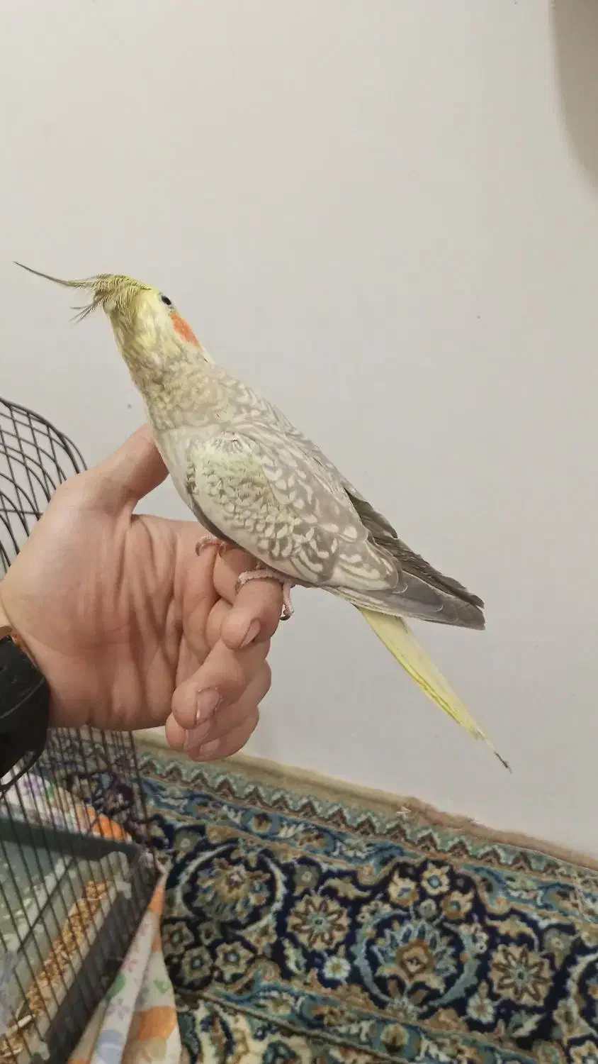 عروس هلندی|پرنده|تبریز, |دیوار