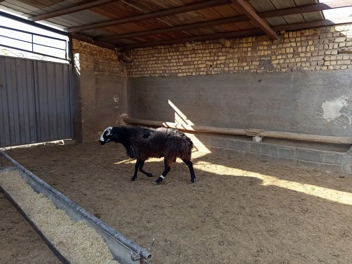 قوچ جوان|حیوانات مزرعه|سلفچگان, |دیوار