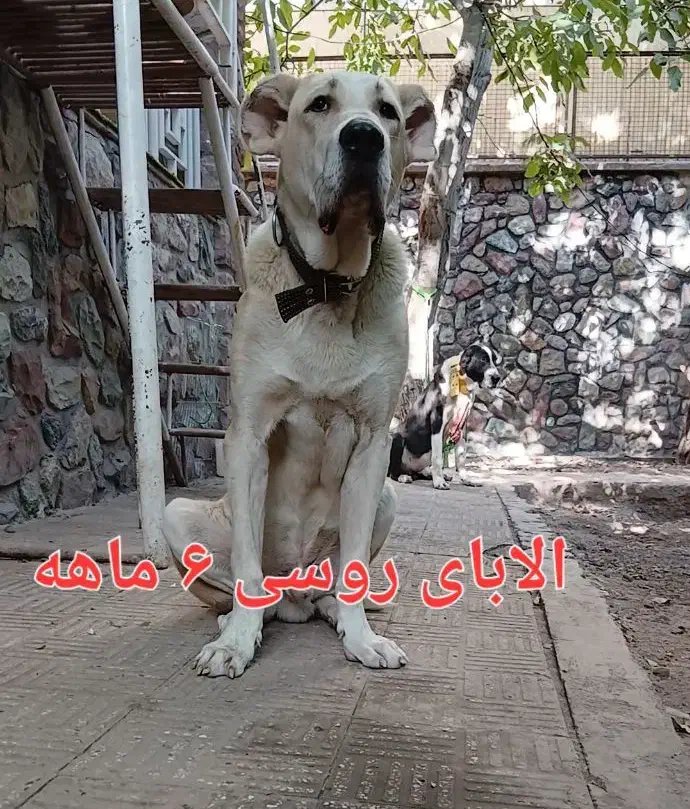 سگ الابای۶ ماهه نر نگهبان روسی درشت سنگین وزن|سگ|تهران, تهرانپارس شرقی|دیوار