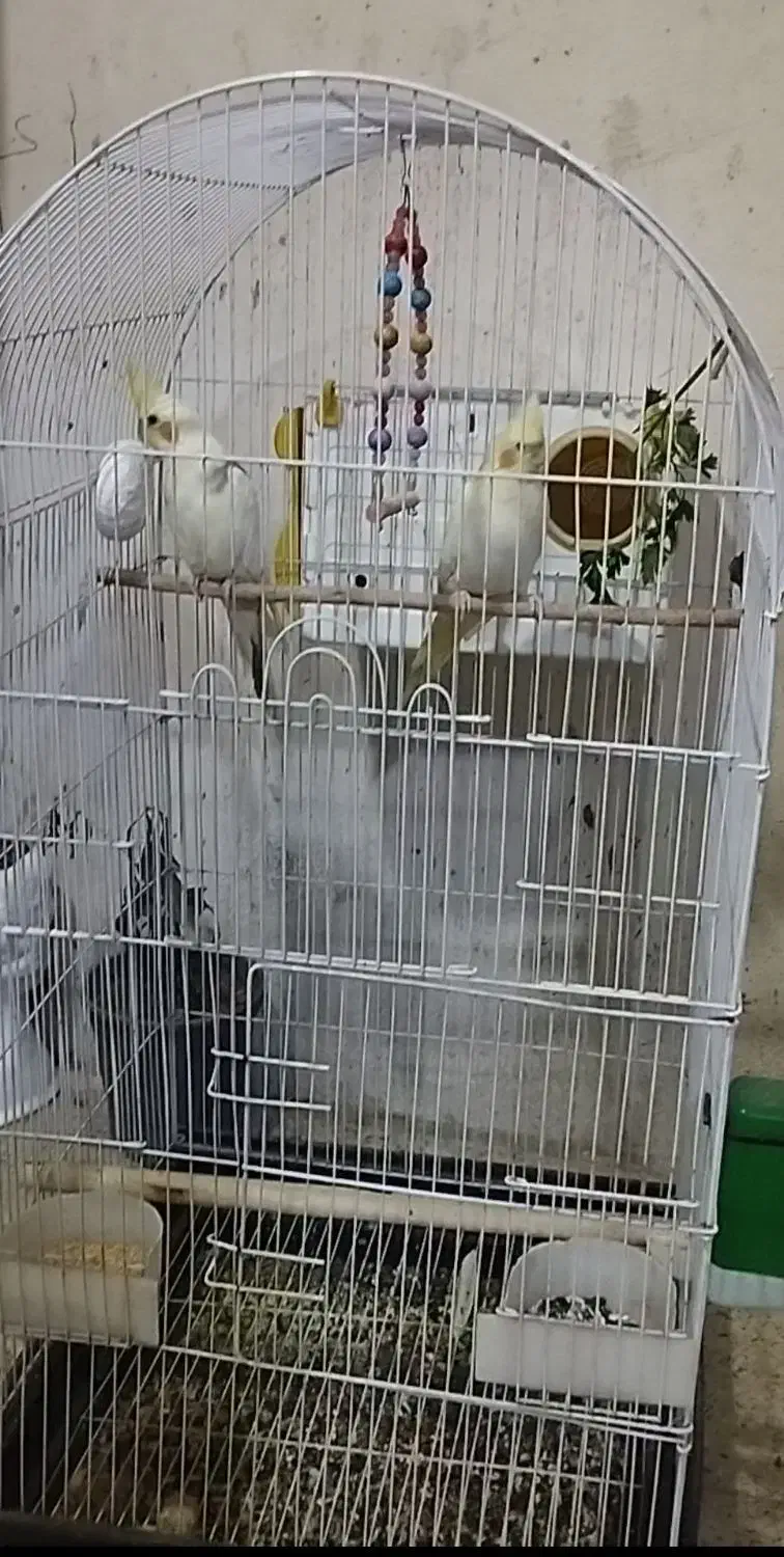 عروس هلندی|پرنده|کرمانشاه, |دیوار