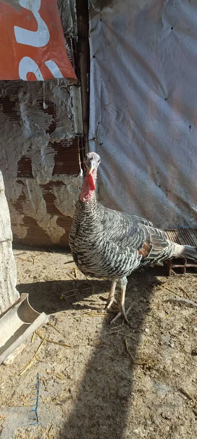 دو عدد بوقلمون درشت و سالم|حیوانات مزرعه|گرگان, |دیوار