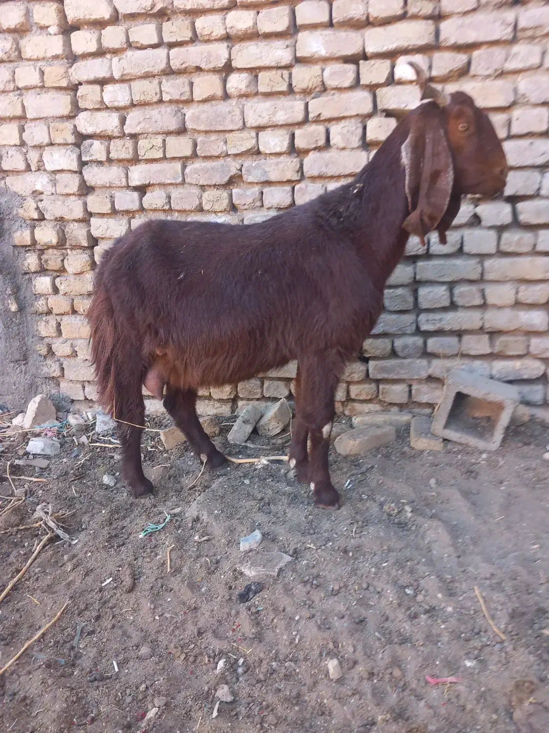 فروش،معاوضه10راس بزپاکستانی،درشت،سنگین وزن،3قلوزا|حیوانات مزرعه|فریمان, |دیوار