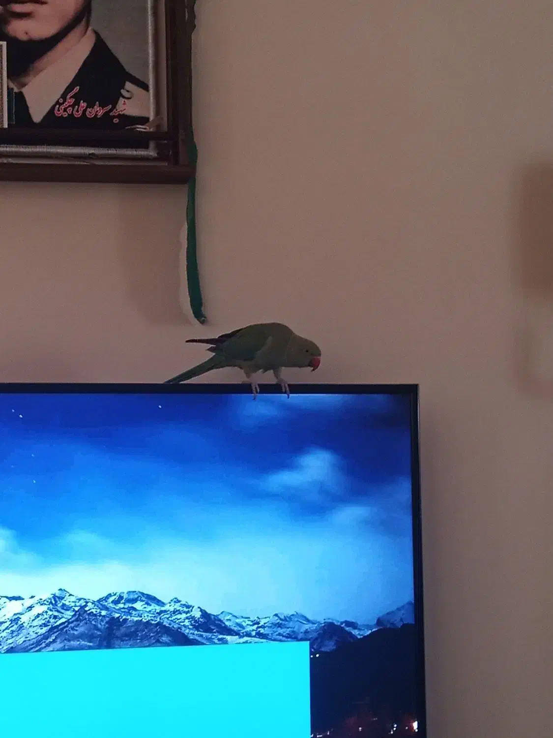 طوطی ملنگو گمشده|حیوانات|ساری, |دیوار