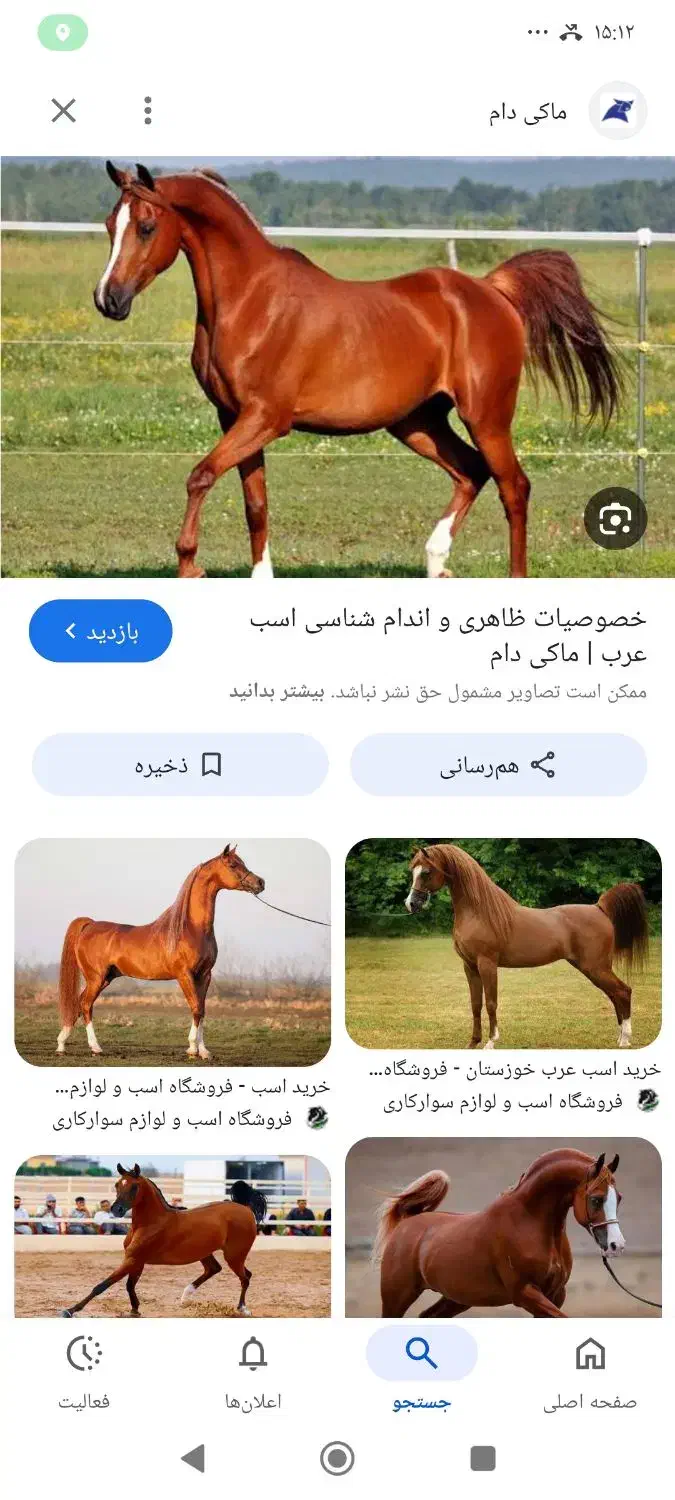 اسب|اسب و تجهیزات اسب‌سواری|بم, |دیوار